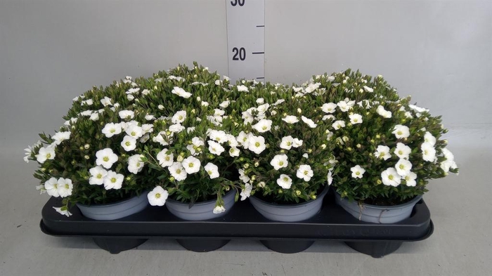 <h4>Arenaria montana</h4>