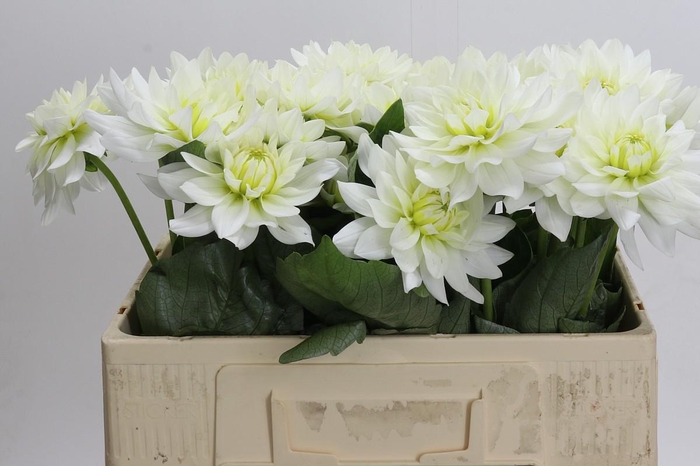 <h4>Dahlia Karma M. Zwaan</h4>