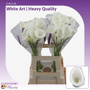 Calla White Art | Heavy Quality