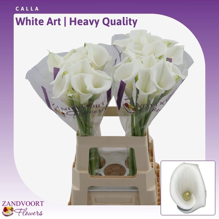 <h4>Calla White Art | Heavy Quality</h4>