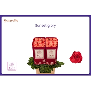 R GR SUNSET GLORY