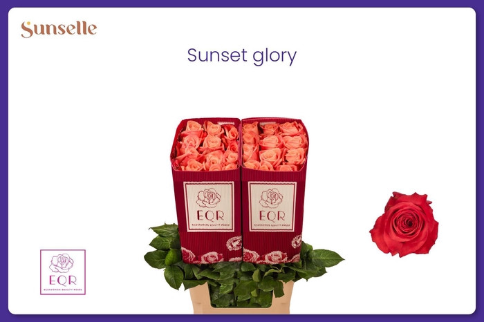 <h4>R GR SUNSET GLORY</h4>