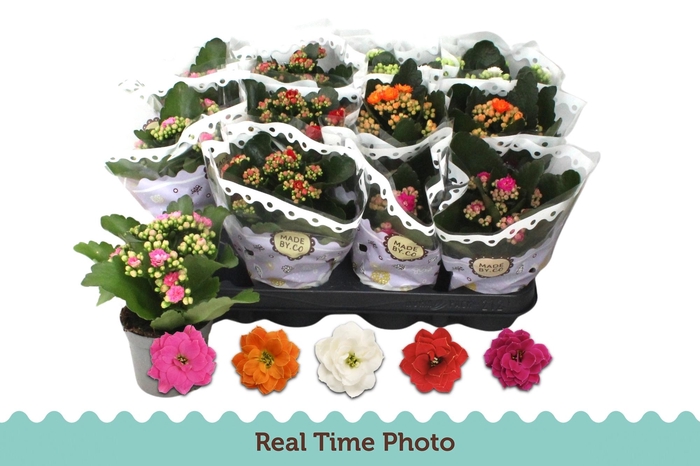 <h4>KAL GE GEM 5 KL</h4>