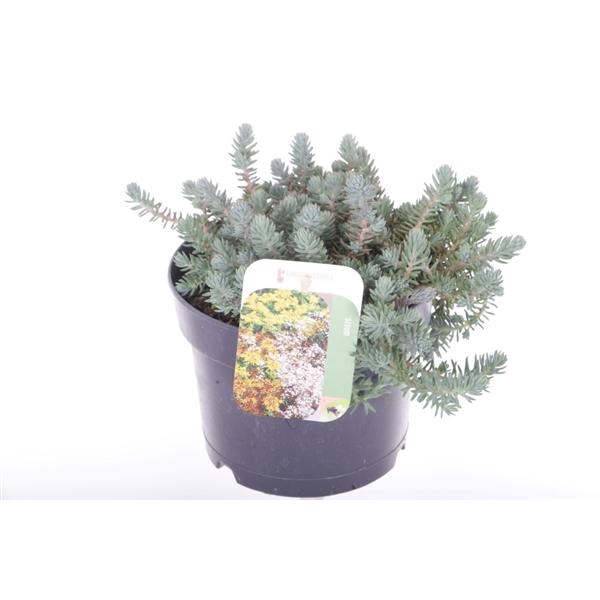 <h4>Sedum reflexum</h4>