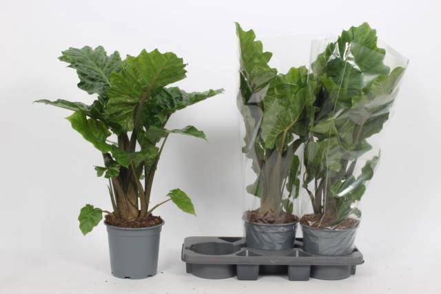 <h4>ALOC LOW RIDER</h4>