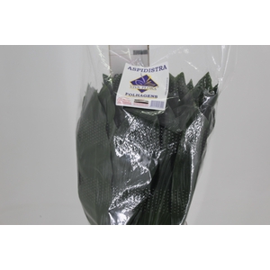 FOLHAGEM ASPIDISTRA ELATIOR 060 CM