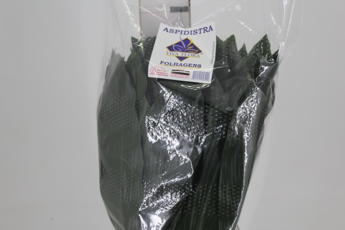 <h4>FOLHAGEM ASPIDISTRA ELATIOR 060 CM</h4>