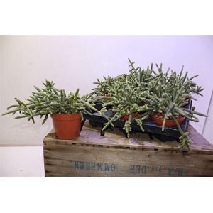 arr8 Rhipsalis Baccifera