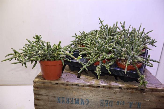 <h4>arr8 Rhipsalis Baccifera</h4>