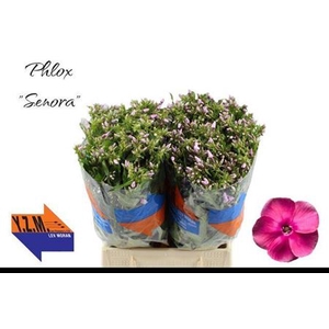 Phlox P Senora