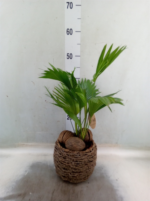 <h4>Livistona rotundifolia</h4>