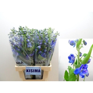 Delphinium el guardian blue