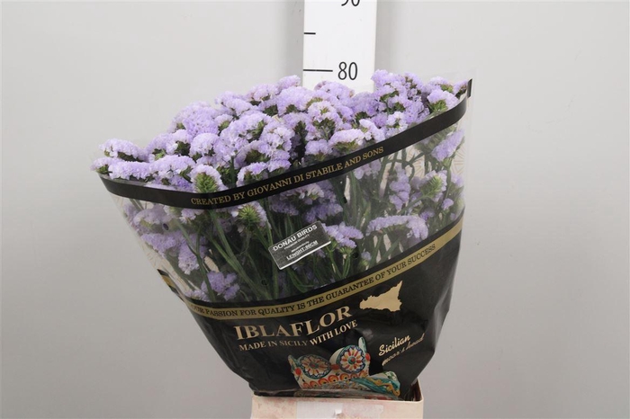 <h4>Lim S Donau Birds</h4>