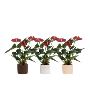 Anthurium 7 cm Diamond Red in Lou ceramics