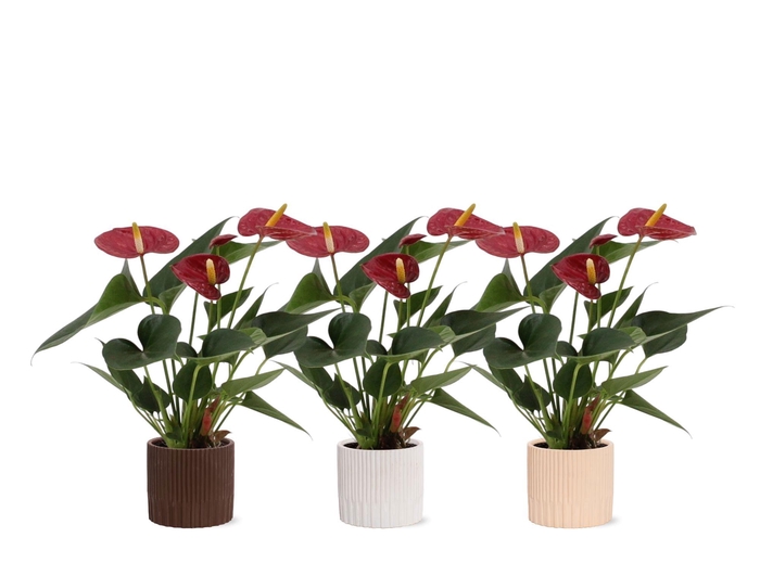 <h4>Anthurium 7 cm Diamond Red in Lou ceramics</h4>