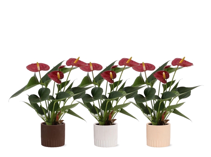 <h4>Anthurium 7 cm Diamond Red in Lou ceramics</h4>