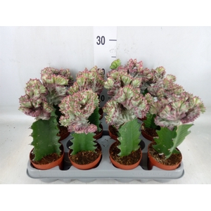 Euphorbia lactea