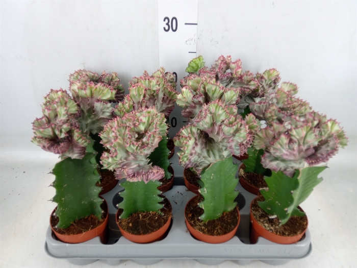 <h4>Euphorbia lactea</h4>