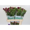 Ranunculus Magical Raspberry
