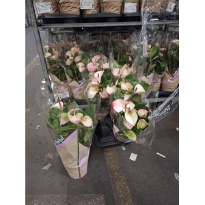 Anthurium Andr. Princess Amalia Elegance