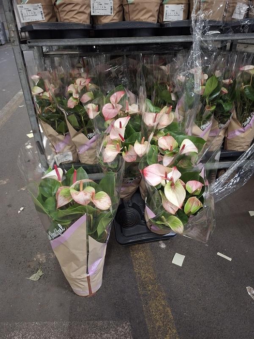 <h4>Anthurium Andr. Princess Amalia Elegance</h4>