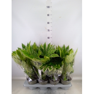 Fatsia japonica 'Variegata'