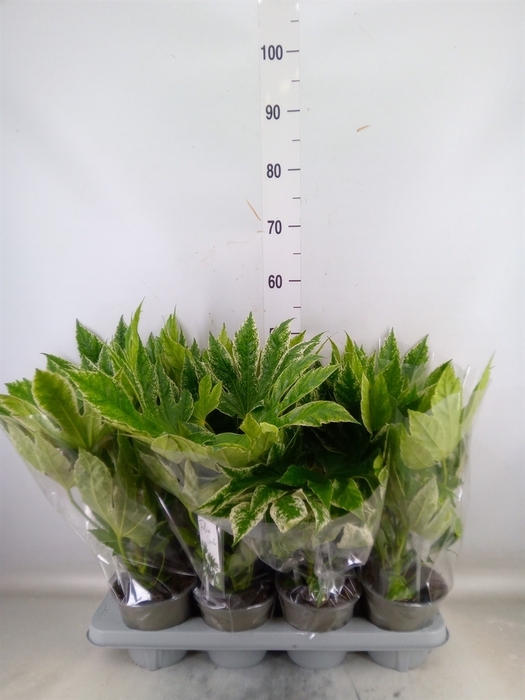 <h4>Fatsia japonica 'Variegata'</h4>