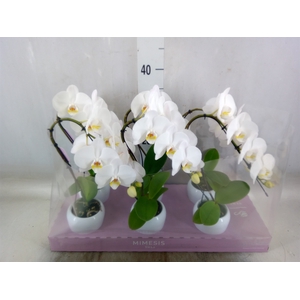 Phalaenopsis   ...white