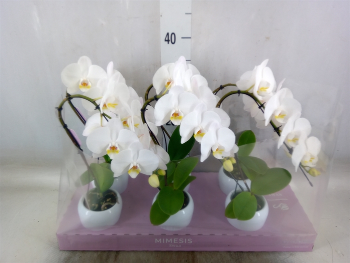 <h4>Phalaenopsis   ...white</h4>