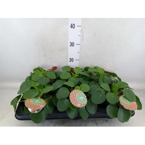 Pilea peperomioides