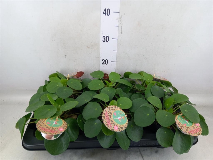 <h4>Pilea peperomioides</h4>
