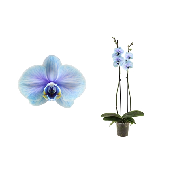 <h4>Phal I am Blue Lagoon 2T14+</h4>