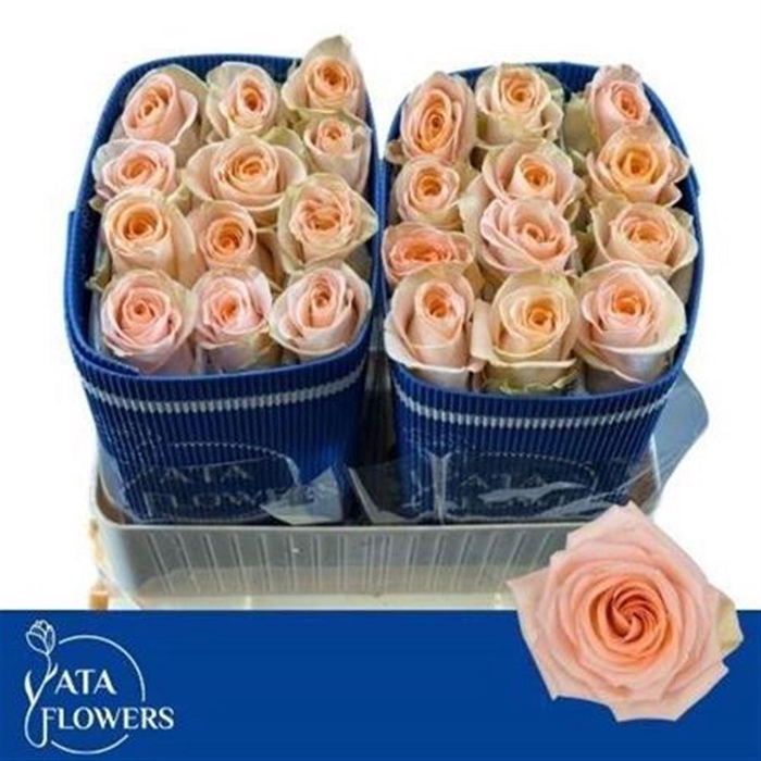 <h4>R Gr Tiffany! Ec</h4>