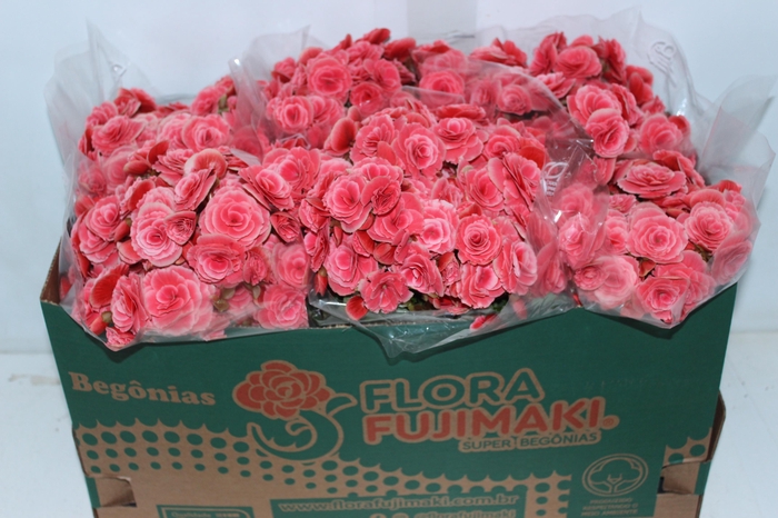 <h4>BEGONIA BORIAS P15</h4>