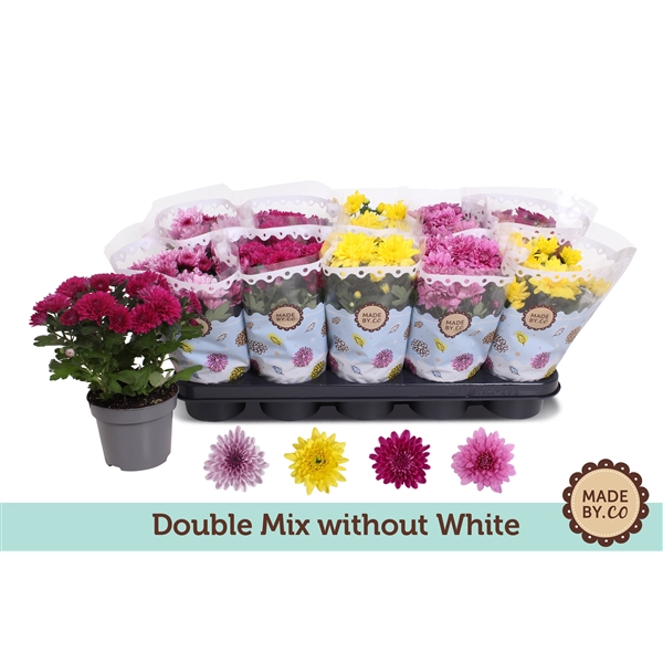 Chrysant Double mix without white