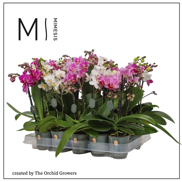 <h4>Mimesis Phal. Mix - 2 spike 7cm</h4>