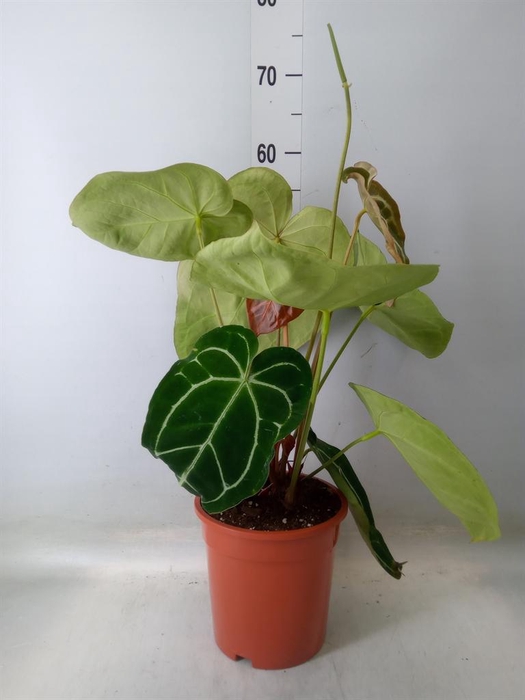<h4>Anthurium   ...</h4>