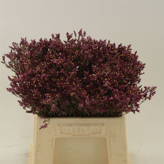 <h4>Limonium Sinense Scarlet Diamond</h4>