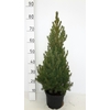 PICEA GL CONICA