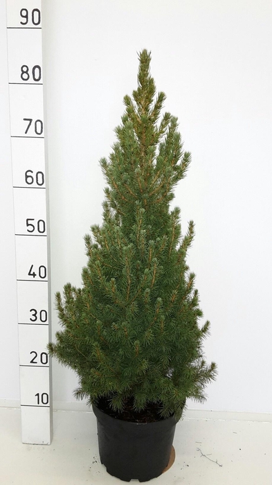 PICEA GL CONICA