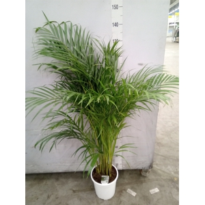 Dypsis lutescens   ...Chrysalidoca