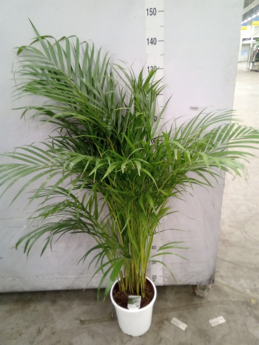 <h4>Dypsis lutescens   ...Chrysalidoca</h4>