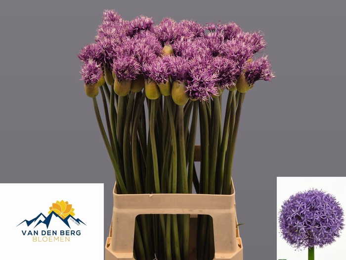 <h4>ALLIUM EARLY EMPEROR</h4>