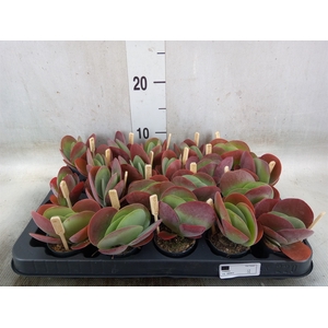 Kalanchoe NF thyrsiflora