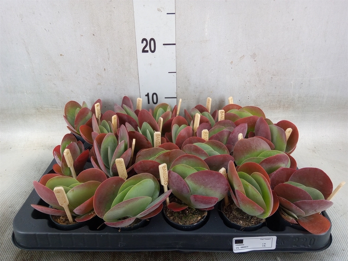 <h4>Kalanchoe NF thyrsiflora</h4>