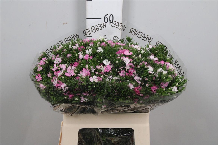 <h4>Di Barb Am Rose</h4>