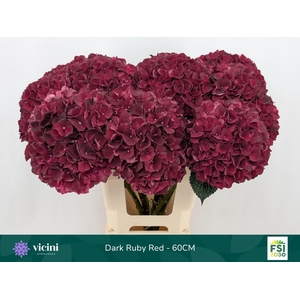 Hydrangea  'Magical Dark Ruby'