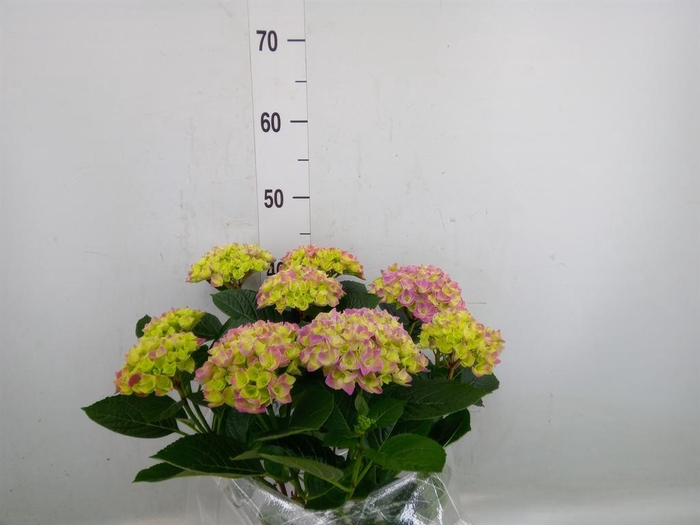 <h4>Hydrangea mac. 'Anda'</h4>