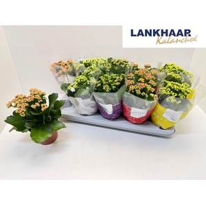 KAL GE PERF GEM 5 KL