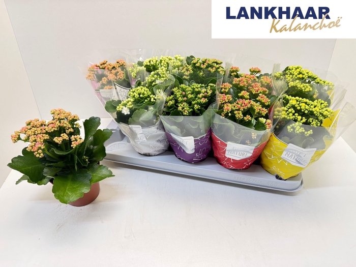 <h4>KAL GE PERF GEM 5 KL</h4>